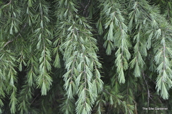 Cedrus deodara — photo 3